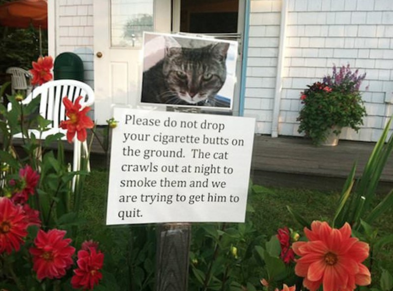 Katze