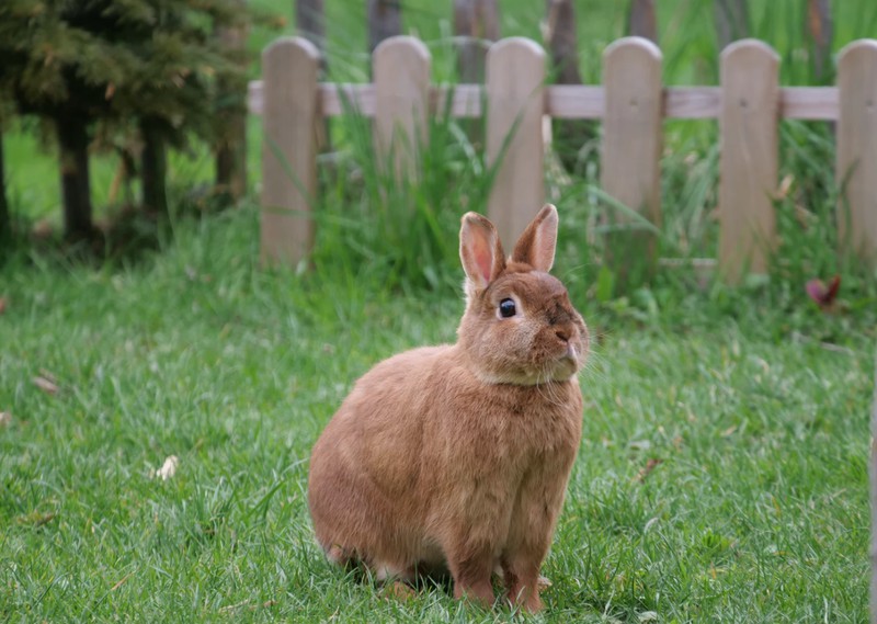 Hase