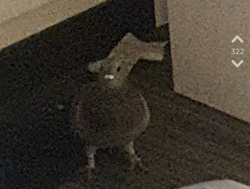 Die Taube sitzt in OJs Zimmer