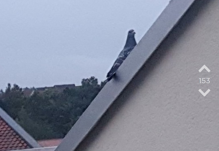 Die Taube ist frei