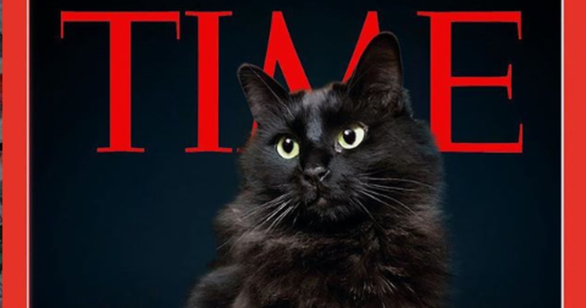 Er photoshopt seine Katze in bekannte Hollywood-Szenen und das Netz feiert ihn dafür