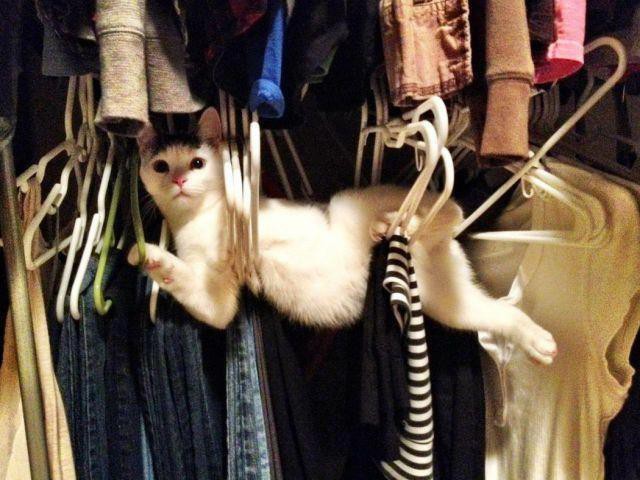 Auf frischer Tat wurde die Katze im Kleiderbügel erwischt und es ist lustig.