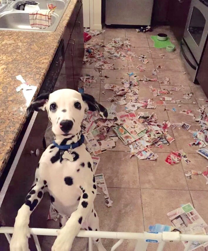 Der Hund hat Konfetti gemacht und wurde dabei auf frischer Tat ertappt.