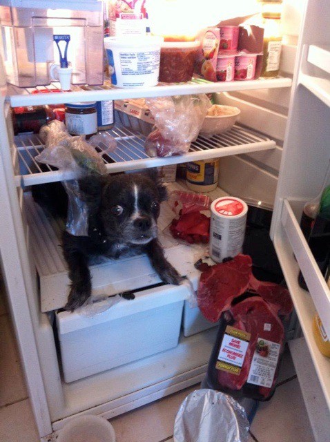 Der Hund im Kühlschrank wurde auf frischer Tat erwischt.