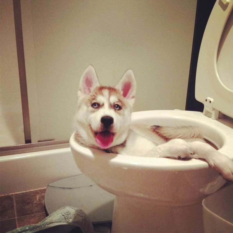 Der Hund nimmt ein Bad in der Toilette und wurde erwischt.
