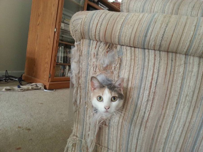Die Katze ist im Sofa und wurde dabei erwischt.