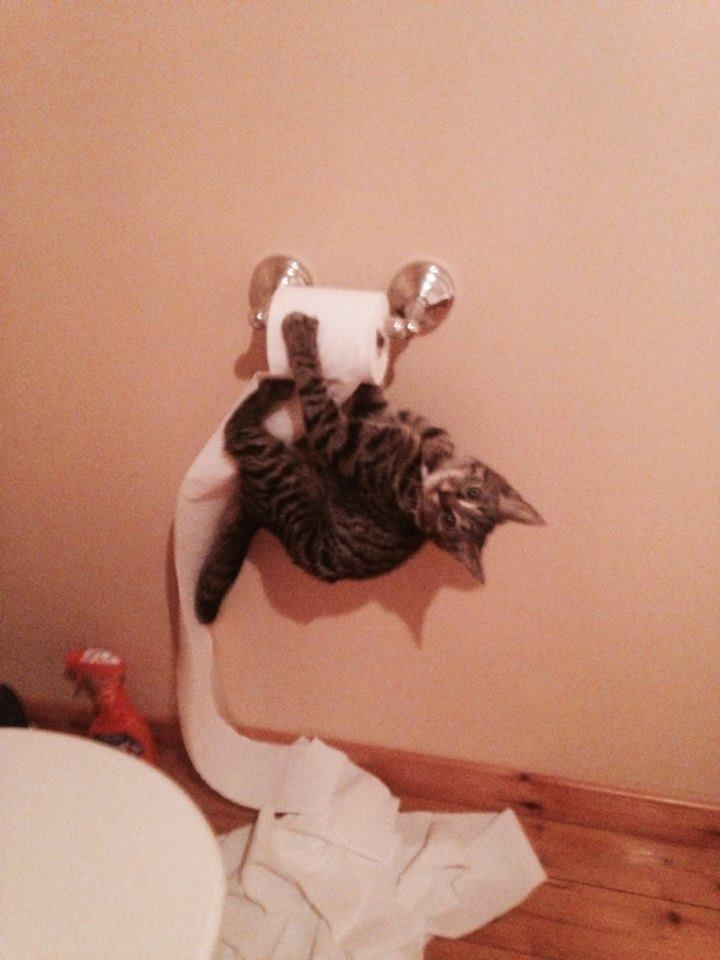 Die Katze wurde im richtigen Moment erwischt beim lustig sein.
