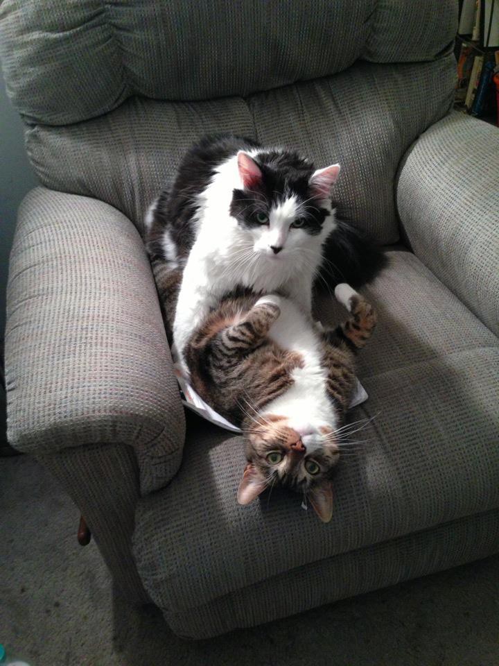 Die Katzen wurden auf frischer Tat ertappt und es ist lustig.