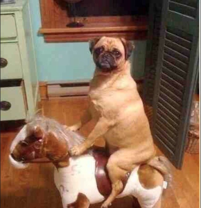 Erwischt wurde der Hund auf frischer Tat auf einem Pferd sitzend.