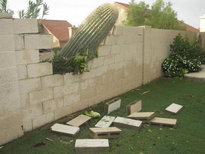 Man sieht einen Kaktus, der auf das Grundstück des Nachbarn fällt und die Mauer zerstört