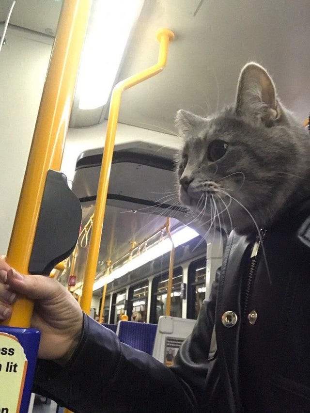 Auf dem verwirrenden Bild sieht es so aus, als ob ein Mann mit Katzenkopf in der U-Bahn steht.