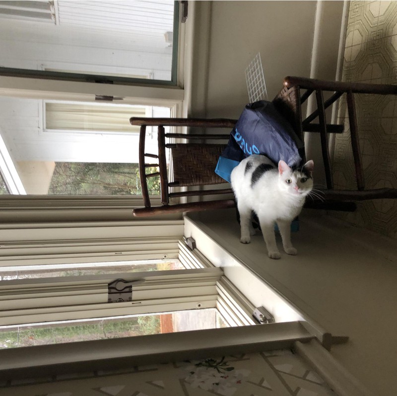 Auf dem Bild sieht es so aus, als würde eine Katze an der Wand entlanglaufen.