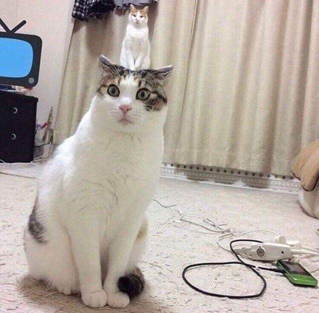Hier sieht es so aus, als würde eine kleine Katze auf dem Kopf einer großen Katze sitzen.