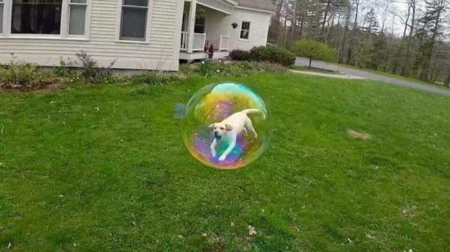 Optische Täuschung von Hund in Seifenblase