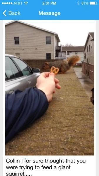 Optische Täuschung, die aussieht wie ein riesiges Eichhörnchen