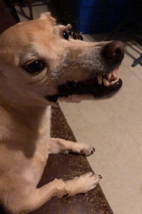 Ein Hund mit mehreren Augen und Zähnen