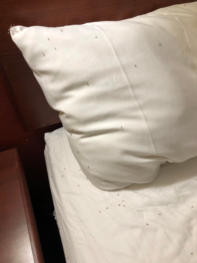 Ein Hotelbett, auf dem sich unzählige Tierchen tummeln, ist ein ekliges Hotelzimmer.