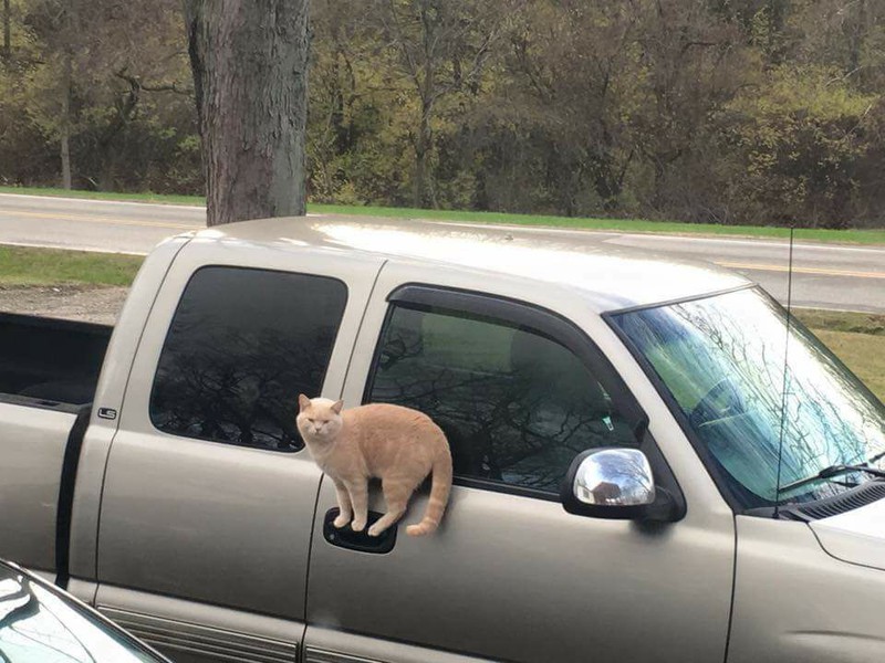 Bild zeigt eine Katze, die auf dem Türgriff eines Autos steht.