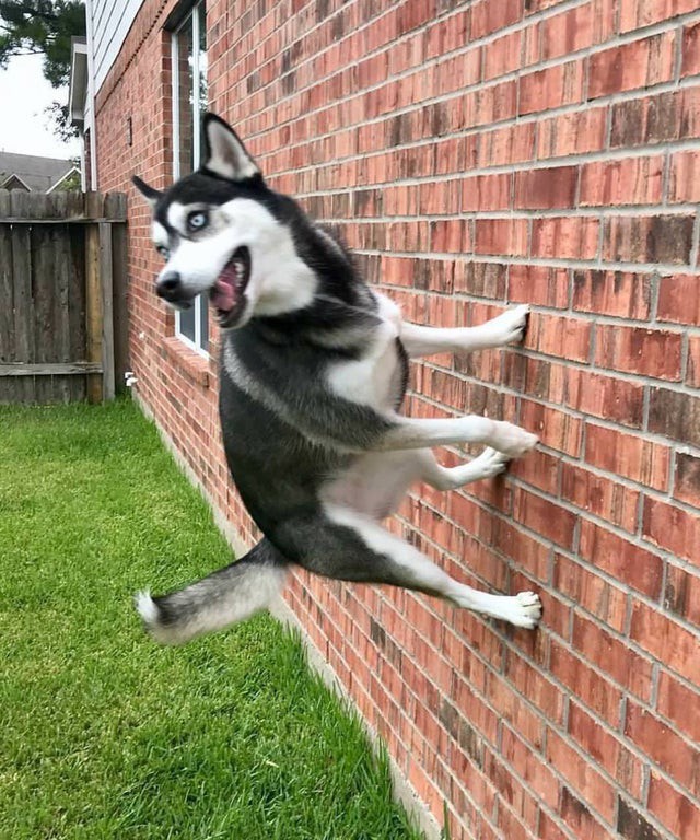 Hund hat es erlernt die Wände hochzulufen