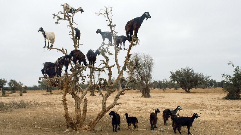 Ziegen können wirklich auf Bäume klettern