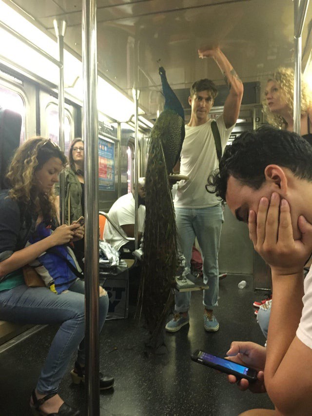 Der Mann hat einen ganzen Pfau mit in die U-Bahn genommen.