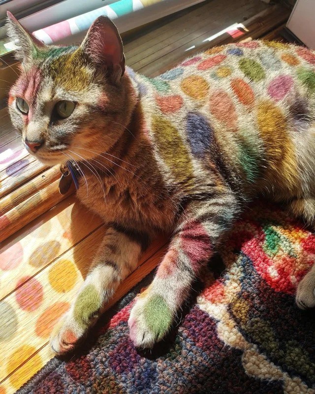 Ein Bild einer Katze, die bunte Punkte auf dem Fell hat. Es handelt sich aber nur um eine Reflektion