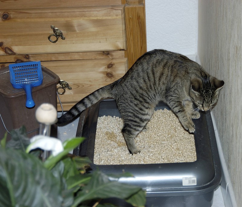 Katzenstreu verstopft den Abfluss, daher solltest du ihn nicht das WC herunterspülen.