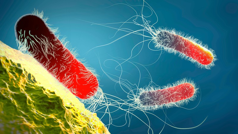 Pseudomonas sind Bakterien, die vor allem in warmen Wasser vorkommen.