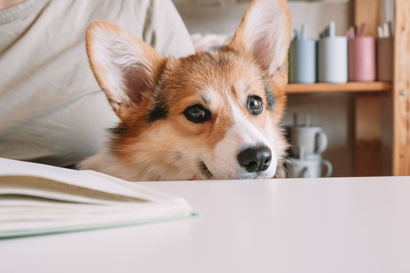 "Der Hund hat die Hausaufgaben gefressen" ist eine bekannte Ausrede