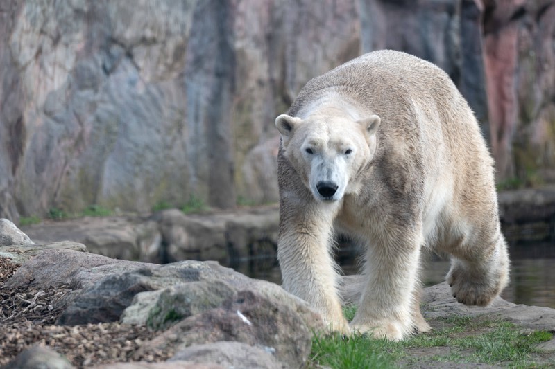 Eisbären gehören nicht in eine Scheue. Sie sollten auch keine Hausaufgaben fressen. Eigentlich.