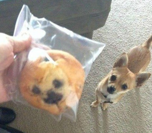 Ein Hund sieht aus wie der Muffin