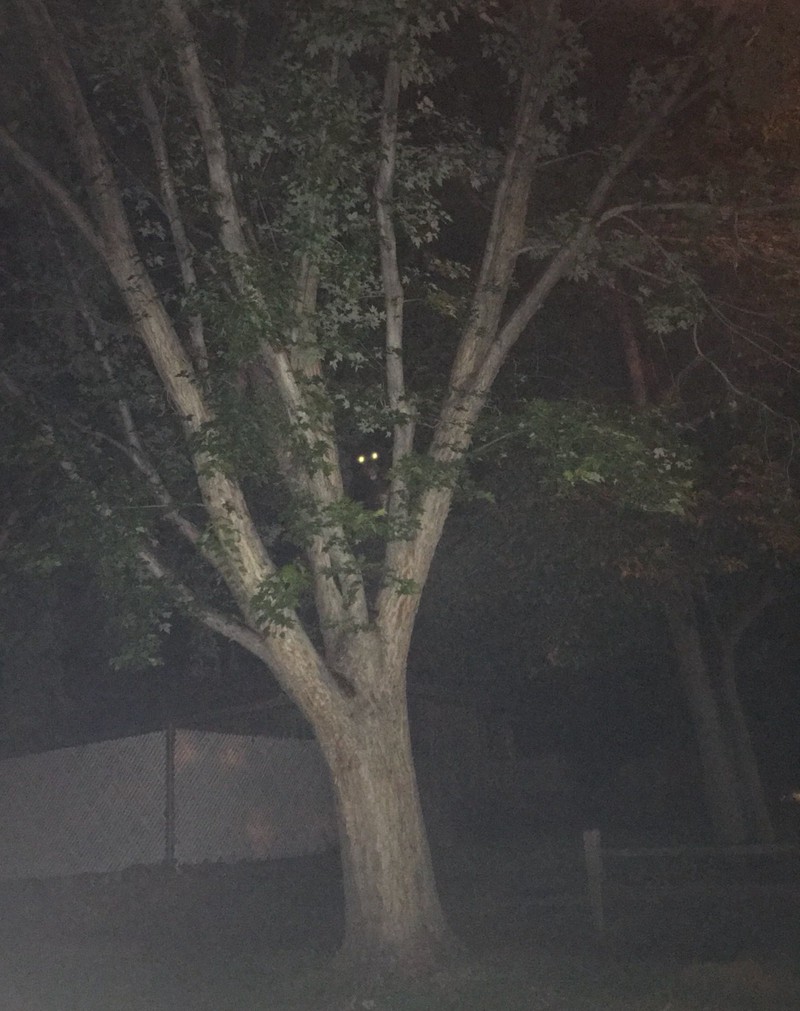 Ein Mann sah einen Schwarzbären im Baum