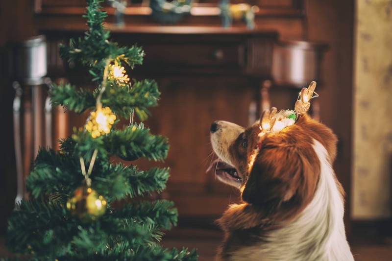 Ein Hund, der an Weihnachten alles versaut hat