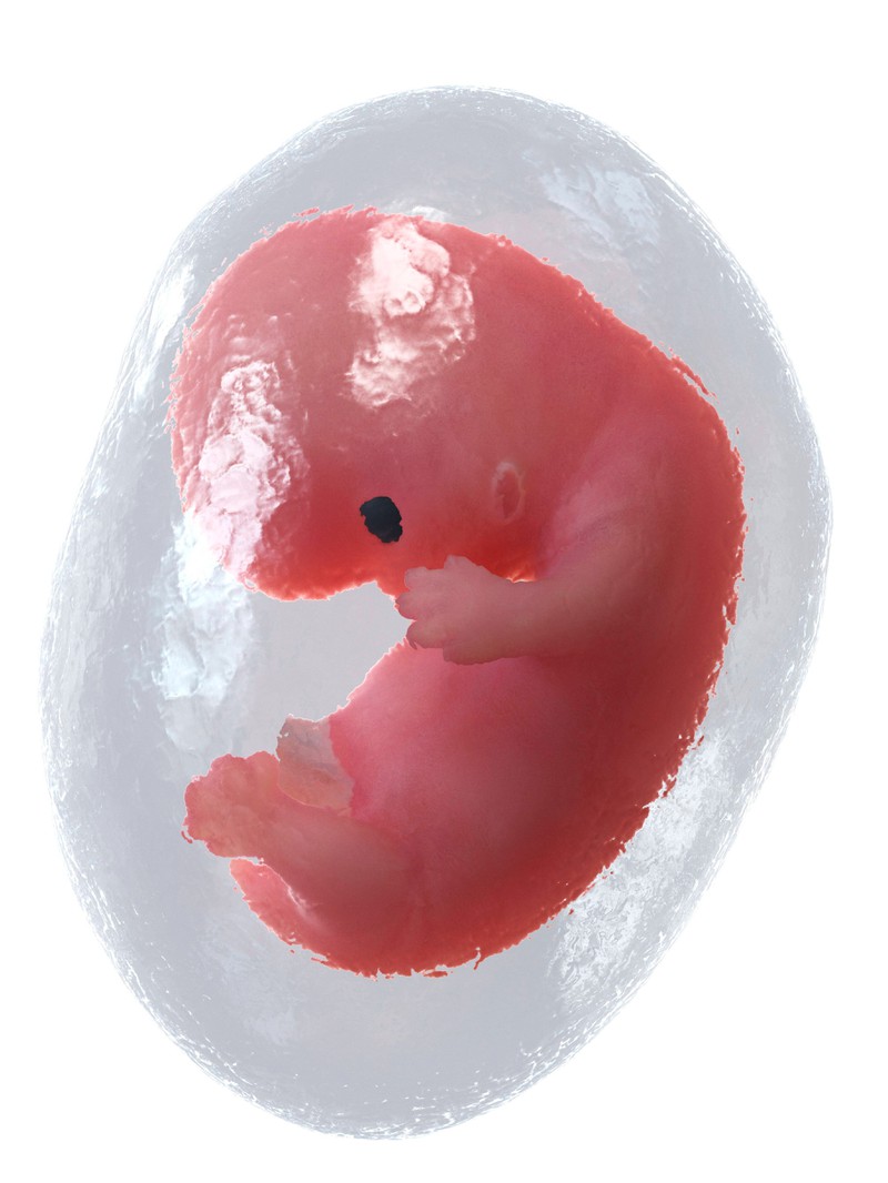 Mal sehen, ob du den richtigen Plural von Embryo kennst.