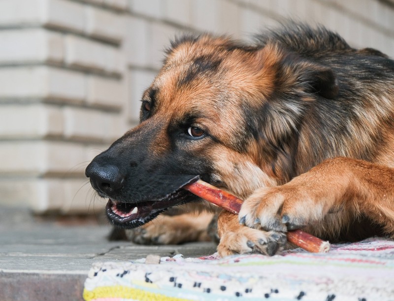 Penny ruft Hundesnacks wegen Salmonellengefahr zurück.