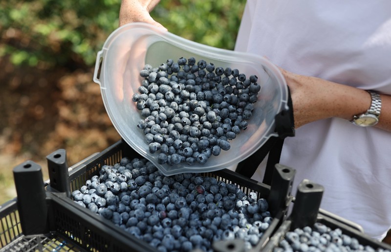Tiefgekühlte Heidelbeeren werden wegen möglicher Salmonellengefahr zurückgerufen