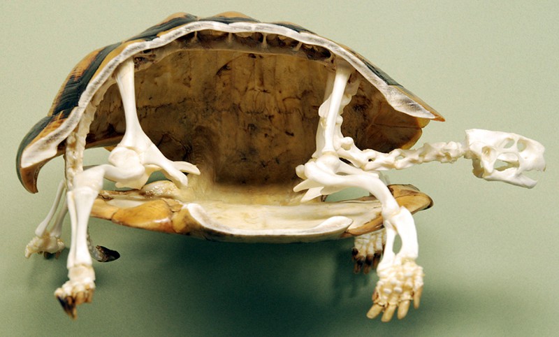 Schildkröten bestehen aus einem Brust- und einem Rückenpanzer