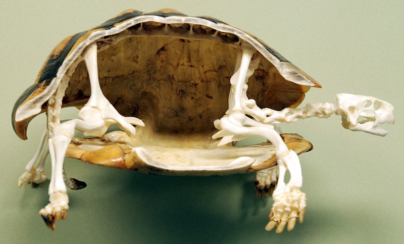 Schildkröten bestehen aus einem Brust- und einem Rückenpanzer.