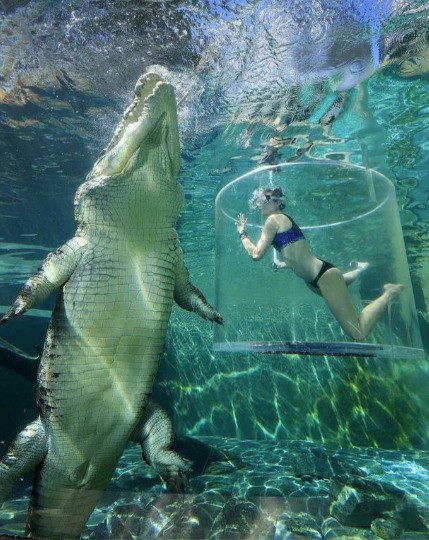 Ein Krokodil ist größer als man denkt.