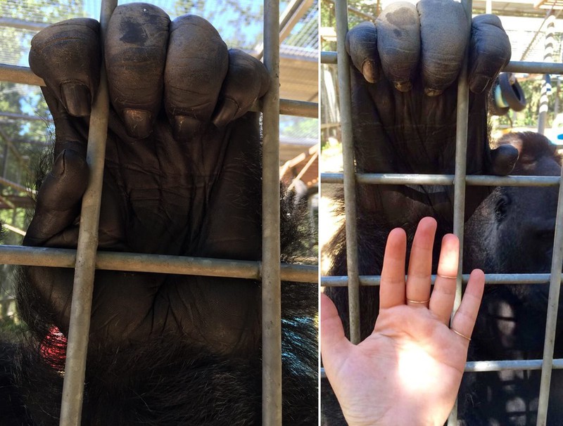 Gorilla Hände sind ziemlich groß