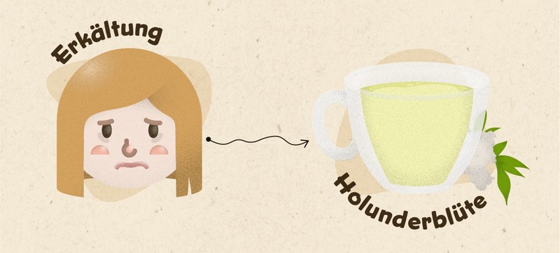 Bei Erkältungen kann Holunderblüten Tee zur Genesung beitragen