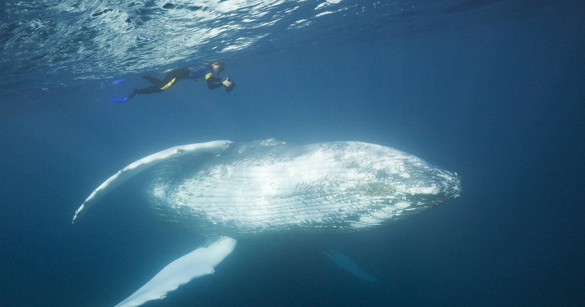 Thalassophobie: Das steckt hinter der Angst vor tiefem Wasser