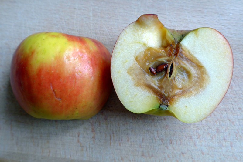 Wie gefährlich ist es, Schimmel zu essen.