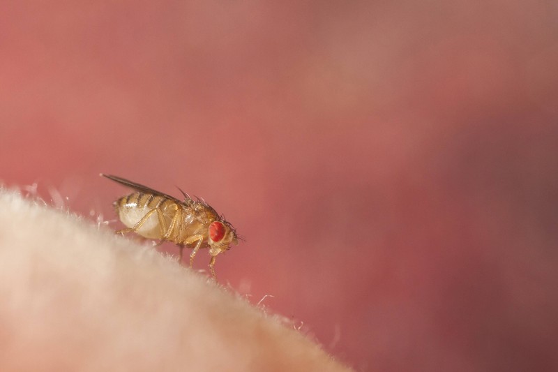 Essigfliegen sind kleinere, hellere Verwandte der Fruchtfliegen.