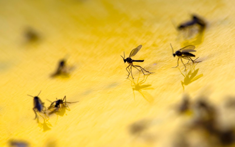 Fruchtfliegenfallen sind eine einfache und effektive Lösung, um kleine Fliegen im Bad schnell und loszuwerden.