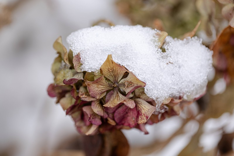 Mulch verhindert Frost.