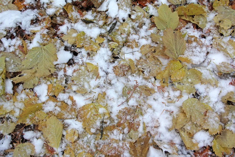 Schnee und Laub sorgen für eine gefährlich rutschige Mischung.