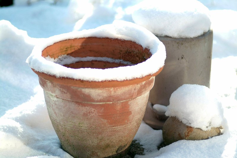 Tontöpfe verkraften keinen Frost auf Dauer.