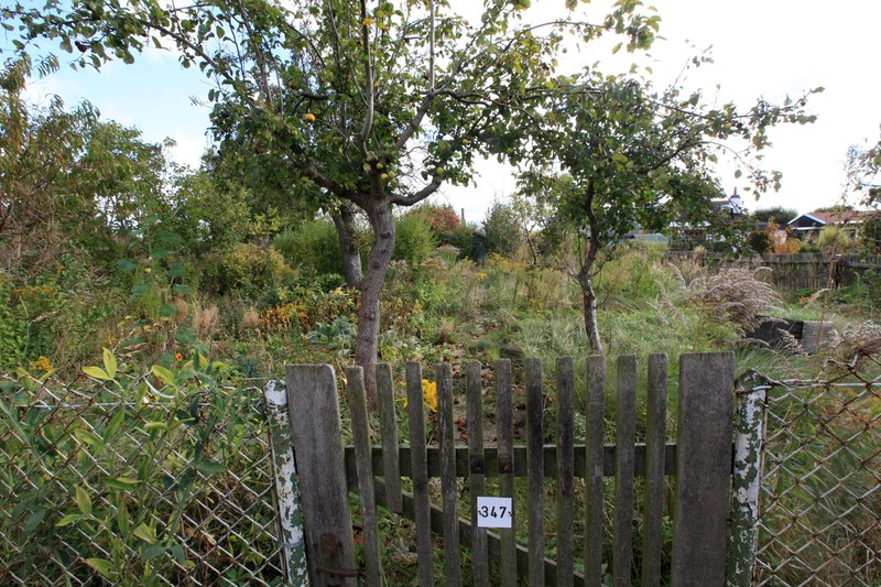 Gibt es eigentlich eine Pflicht zum Rasenmähen? Wie weit dürfen Nachbarn ihren Garten verwildern lassen?
