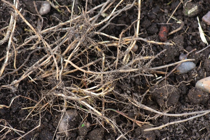 Die Quecke wird wegen ihrer Wurzeln im Garten gefürchtet, obwohl sie auch nützlich ist.